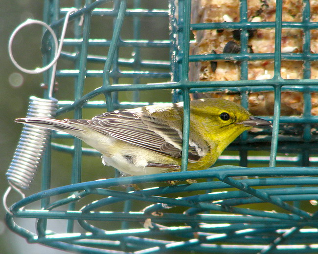 Pine Warbler